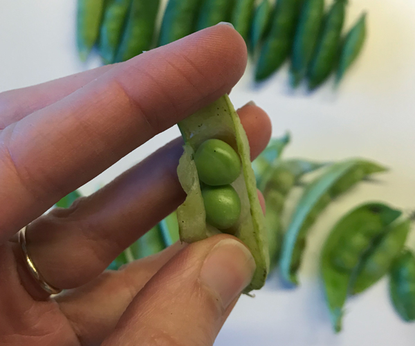 fg-garden-harvest-peas