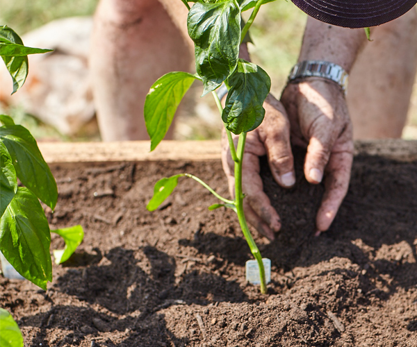 fg-garden-pepper-planting