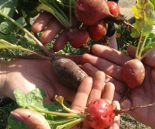 fg-garden-radishes